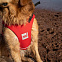 Жилет спасательный для собак RED ORIGINAL Dog PFD red вид 6