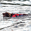 Жилет спасательный для собак RED ORIGINAL Dog PFD red вид 2