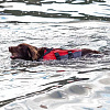 Жилет спасательный для собак RED ORIGINAL Dog PFD red