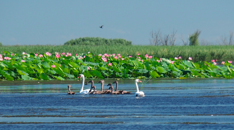 Лебеди Астрахань Волга