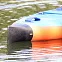 Носовой обтекатель карбоновый для надувных досок Shark Carbon Nose-6" вид 3