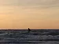 Shark Surf 10.6