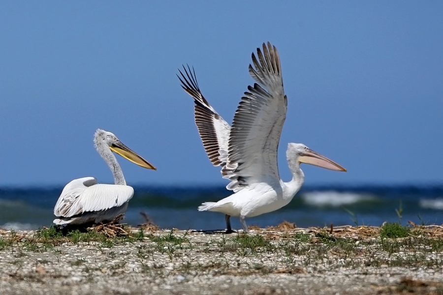 Пеликаны Астрахань